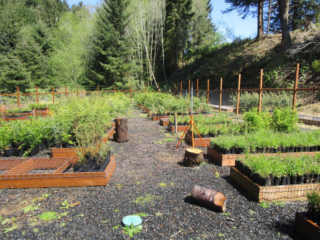 Native plant nurseries